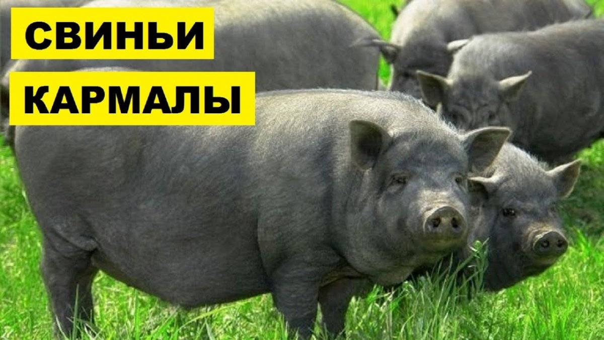 Кармалы порода свиней - характеристика и описание