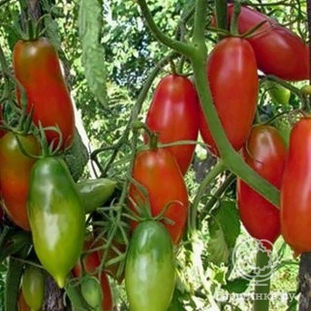 Характеристика и описание сорта томата алый мустанг