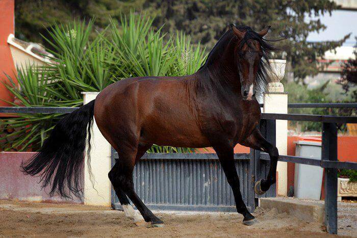 Андалузская порода лошадей: фото, описание