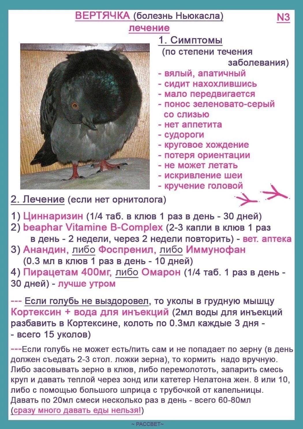 Болезнь ньюкасла у голубей лечение