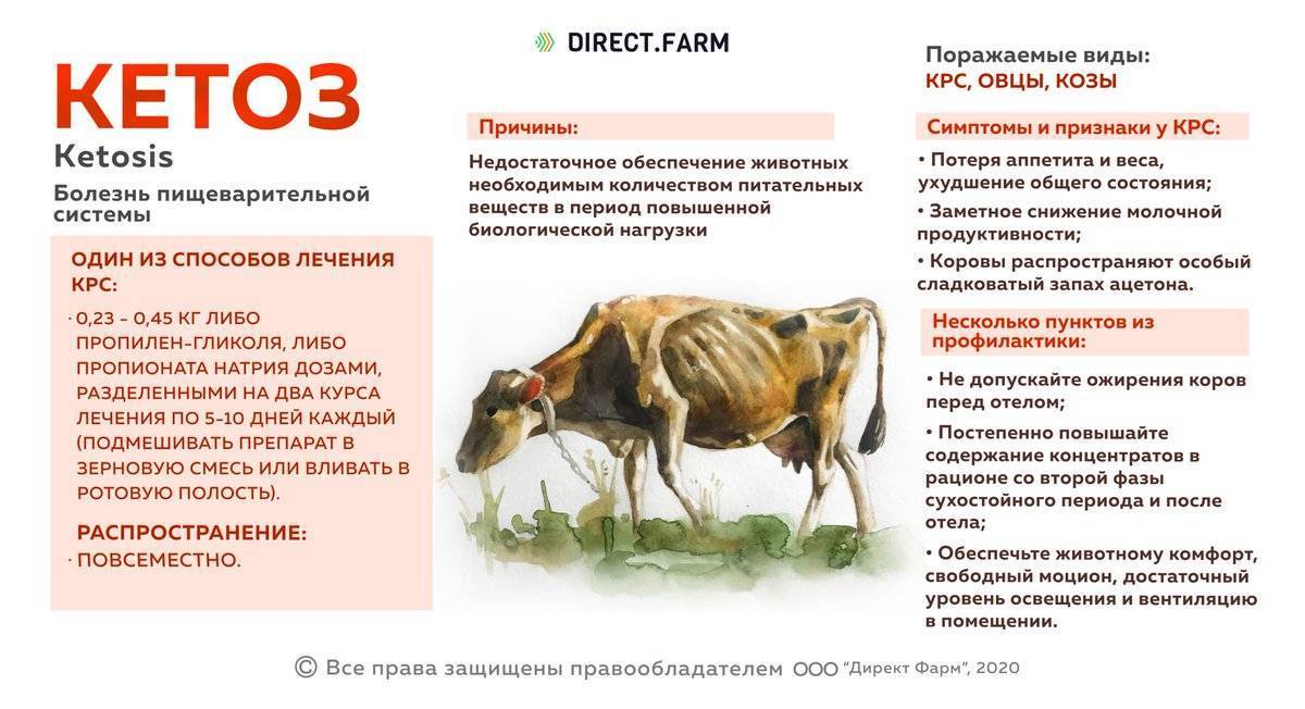 Везикулярный стоматит коров - болезни коров