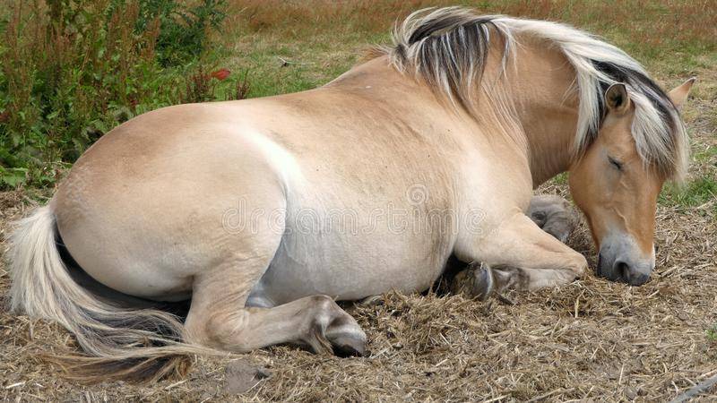 Сон лошадей или как спят скакуны?
