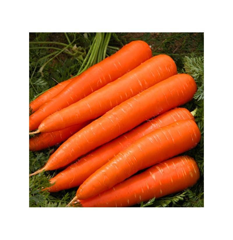 Сорт моркови император фото отзывы