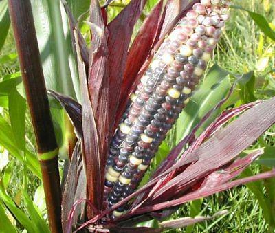 Земляничная кукуруза: характеристика и описание сорта, выращивание с фото