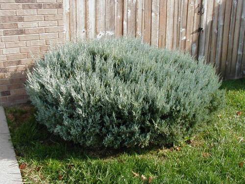 Можжевельник виргинский хетц (juniperus virginiana hetz)