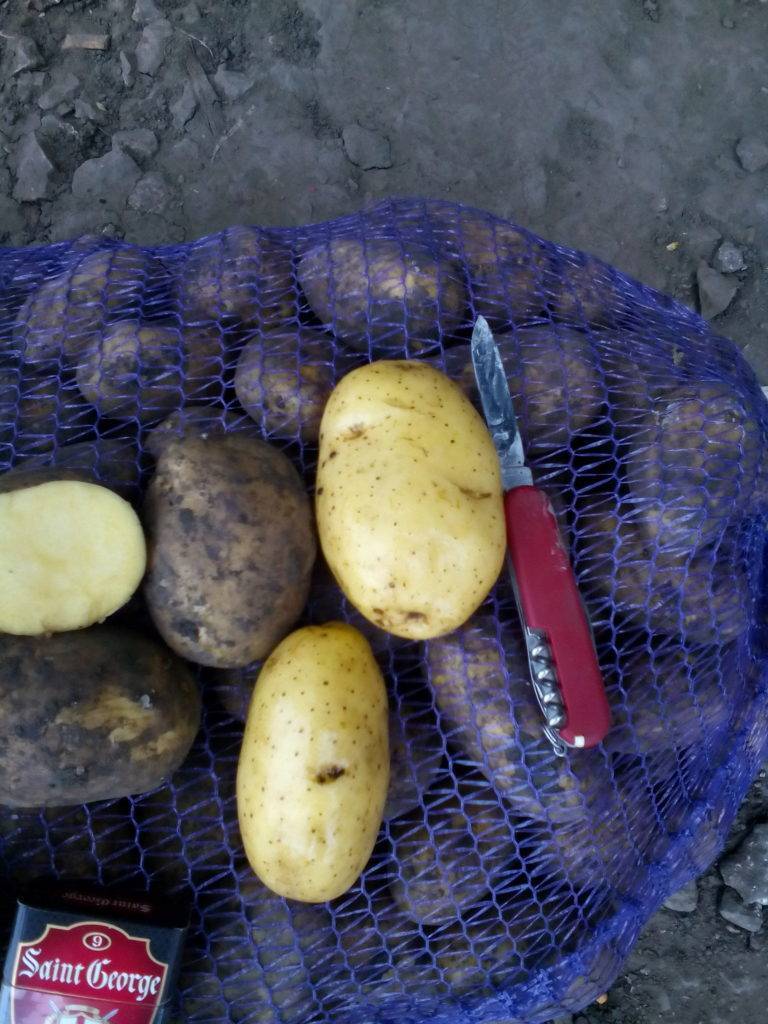 Картофель джувел: описание и урожайность, особенности выращивания, фото