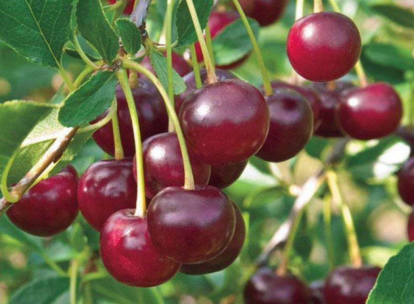 Выносливый сорт вишни ашинская: подробное описание