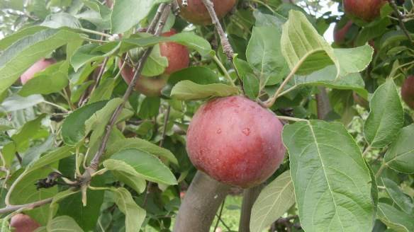 Описание сорта яблони кортланд и ее характеристики, история выведения и урожайность