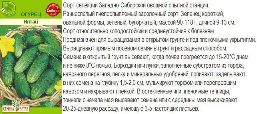 Огурец бастион