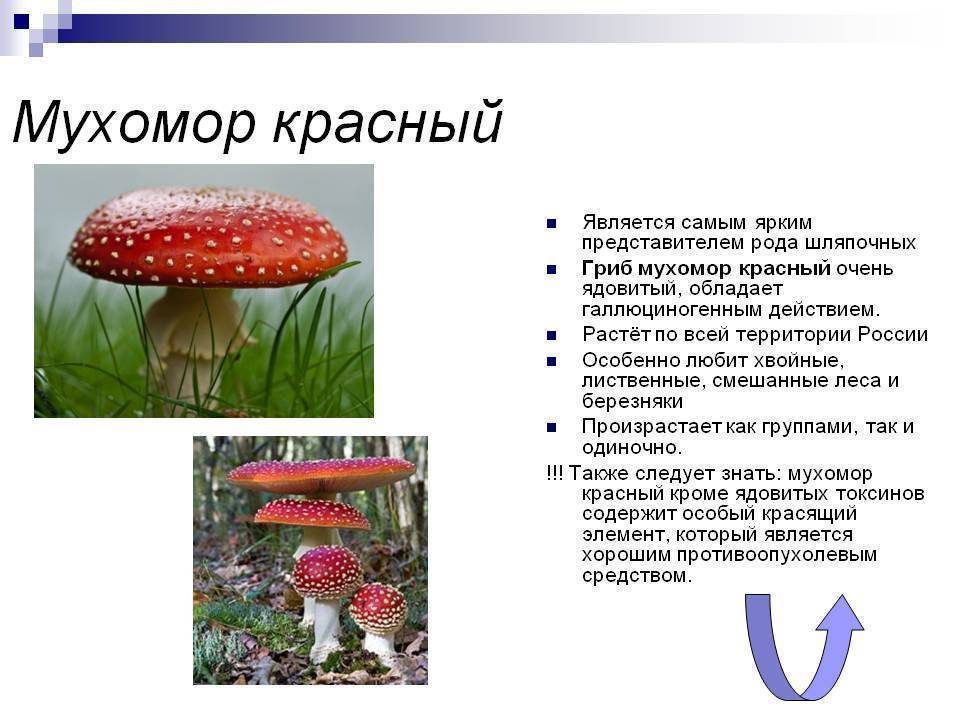 Какой тип питания характерен для мухомора красного изображенного на рисунке