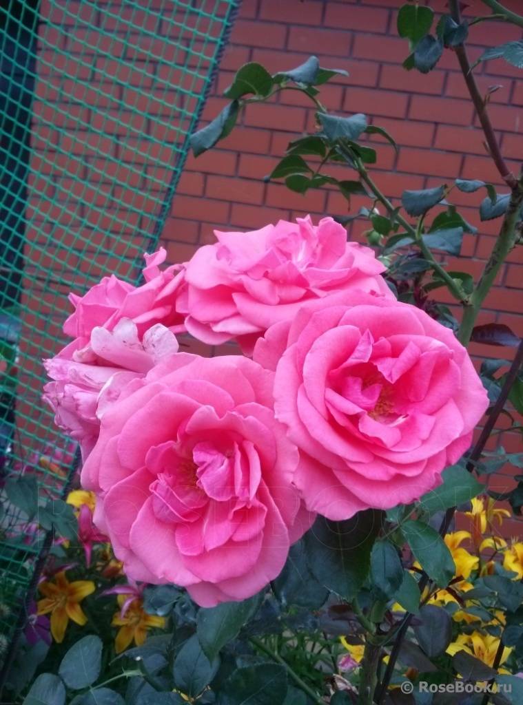 Роза «лавиния»: описание, выращивание и использование в садовом дизайне