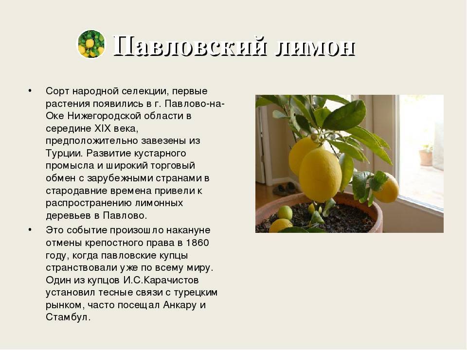 Лимон "павловский": купить саженцы лимона павловский почтой в россии, москве, краснодаре, санкт-петербурге