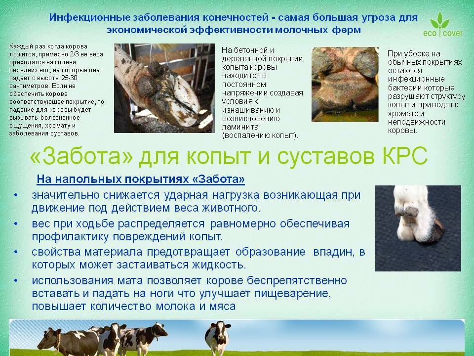 Болезни коров и их симптомы, болезни крс, как вылечить корову (фото и видео)