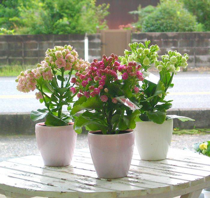 Каланхоэ kalanchoe