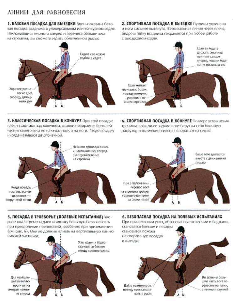 Как управлять лошадью верхом: команды, хлыст, шпоры