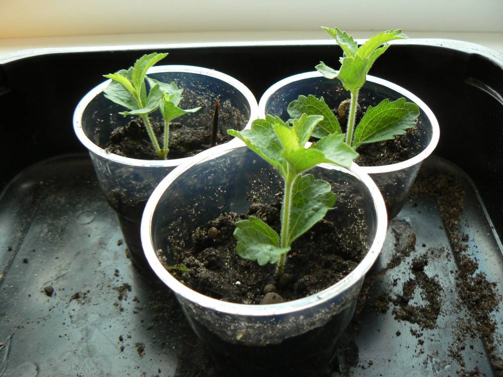 Стевия – выращивание из семян, советы как ухаживать за рассадой