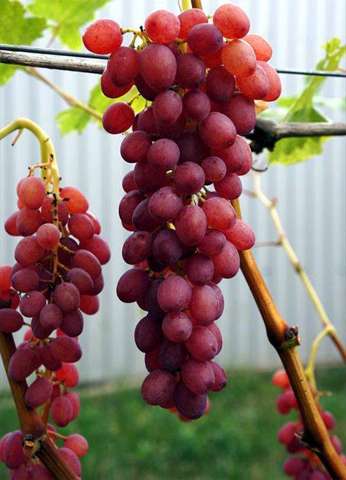 Виноград кишмиш лучистый – настоящий деликатес для гурманов