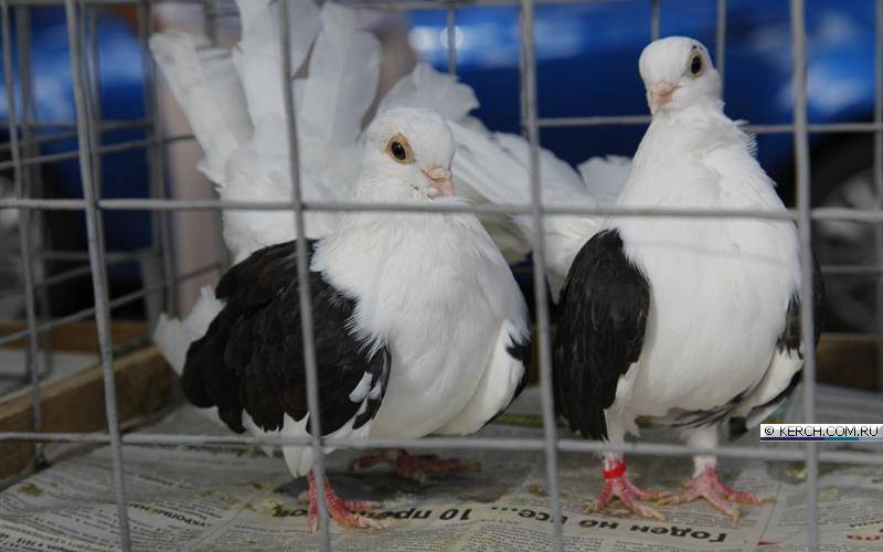 Мясные породы голубей и их разведение