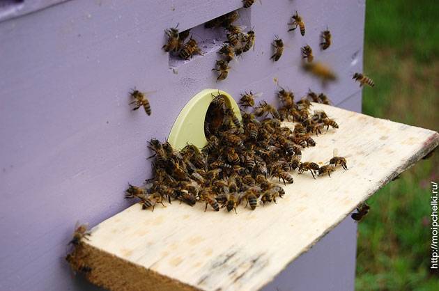 Читать книгу полный справочник пчеловода тамары руцкой : онлайн чтение - страница 16