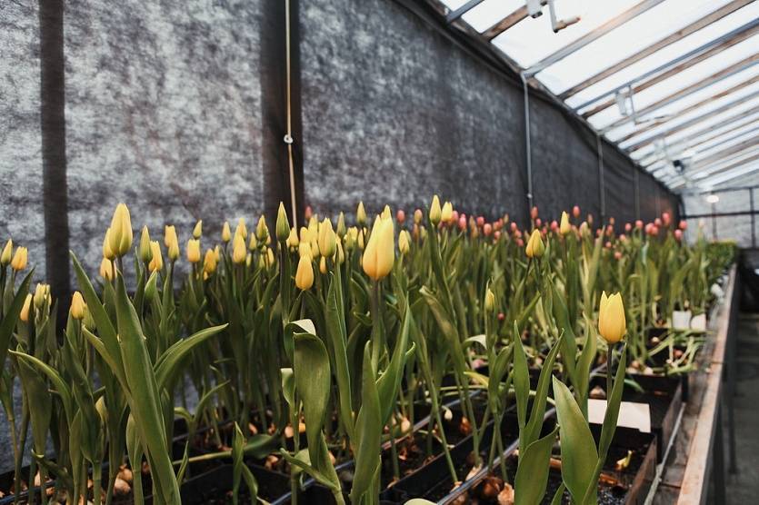 Выгонка тюльпанов дома и в теплице к 8 марта: пошаговая инструкция