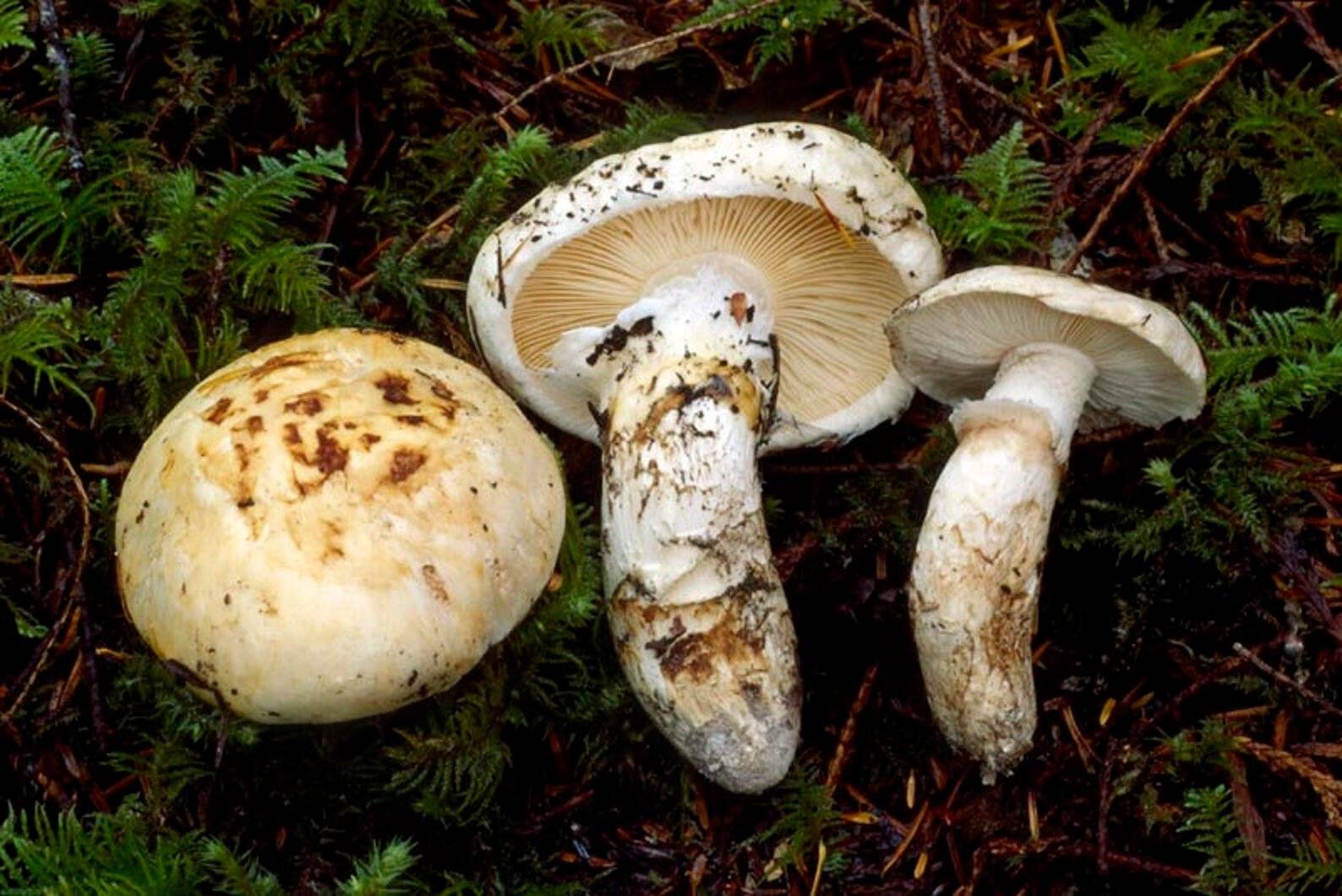 Мацутакэ (Tricholoma Matsutake)