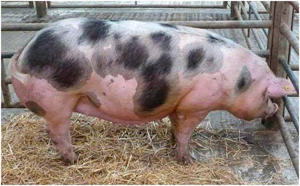 Современный генофонд в свиноводстве — порода пьетрен