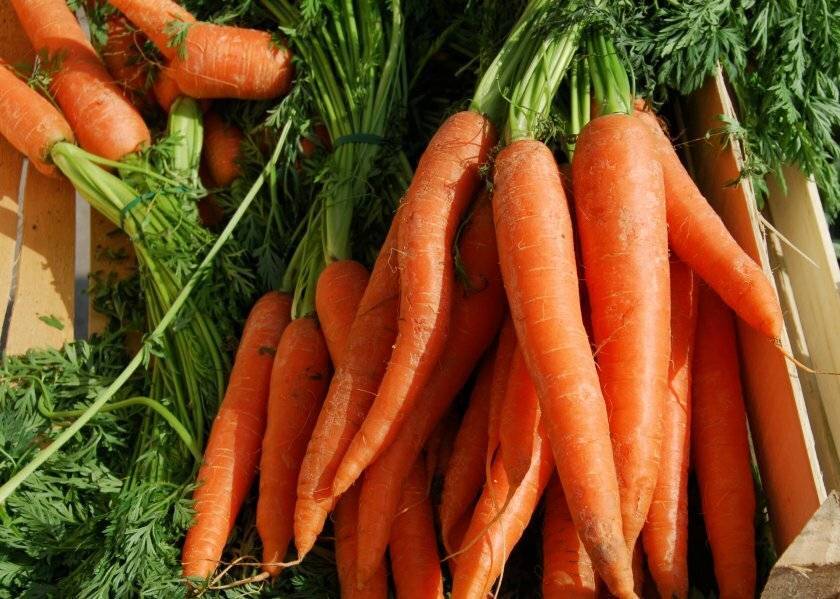 Лучшие сорта моркови на 2021 год: как выбрать, плюсы и минусы