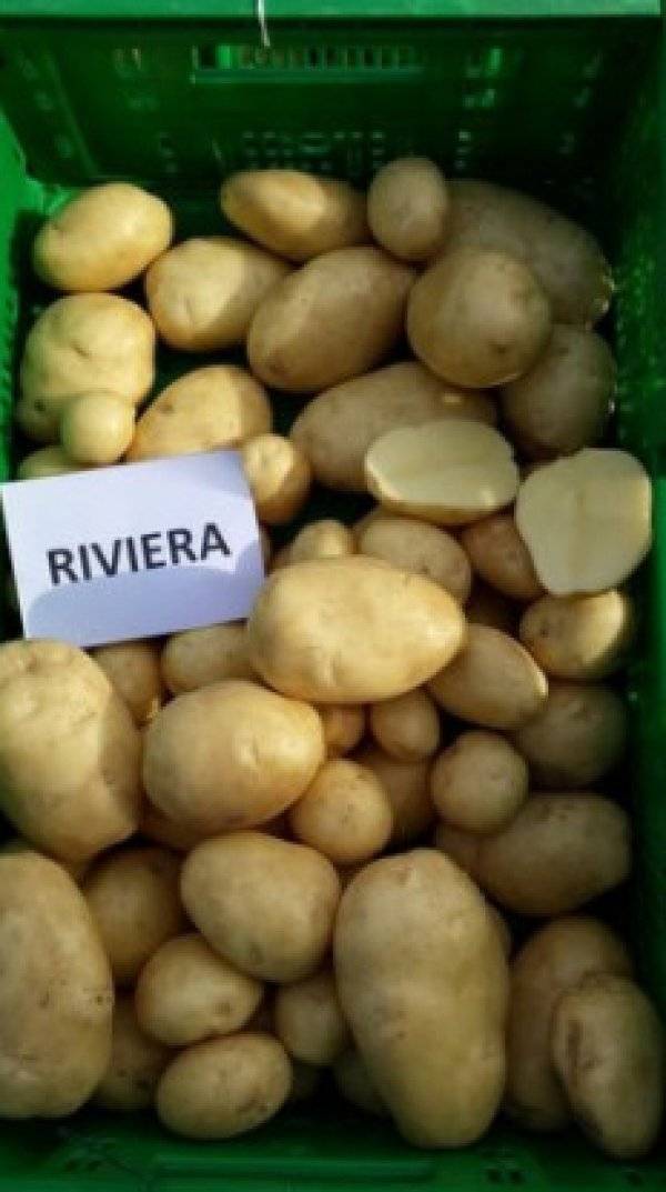 Картофель сорта ривьера фото и описание сорта