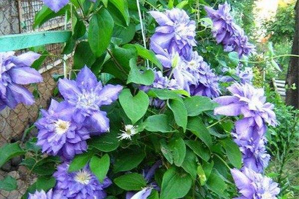 Крупноцветковый клематис асао: описание, уход, выращивание и отзывы