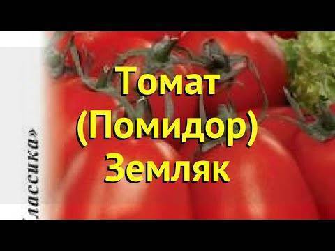 Томат «земляк» - описание, выращивание