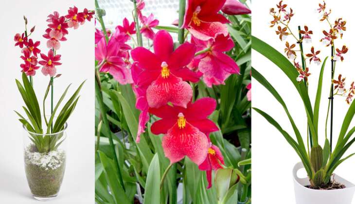 Орхидея камбрия - уход в домашних условиях, размножение и фото