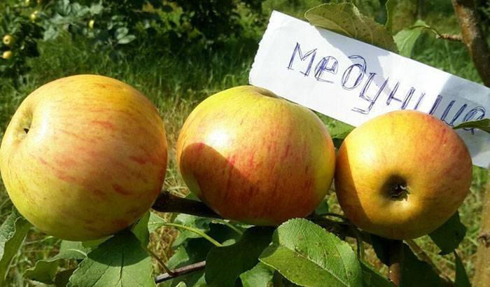 Сорт яблони медовое фото и описание