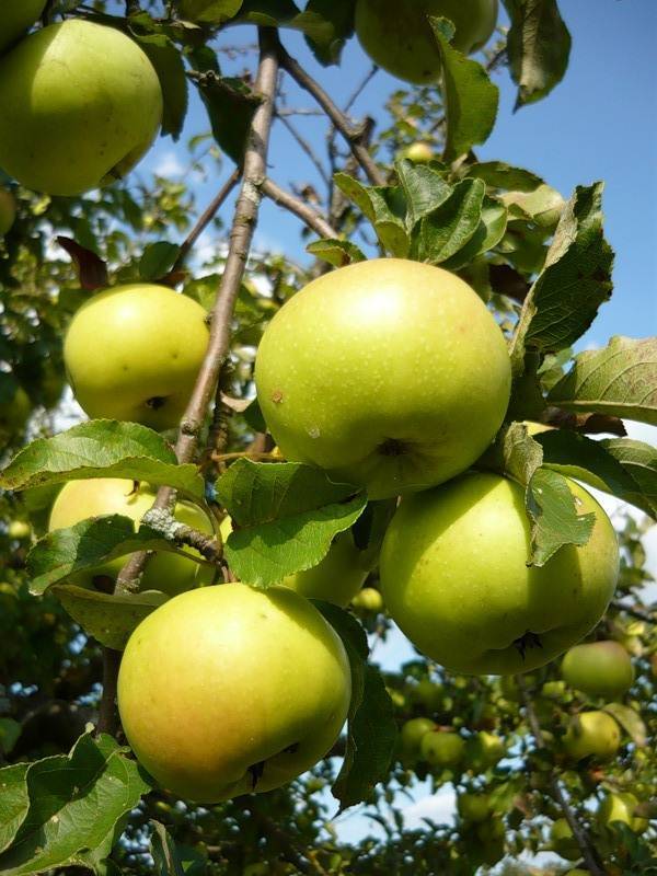 Яблоня богатырь: описание сорта, особенности выращивания