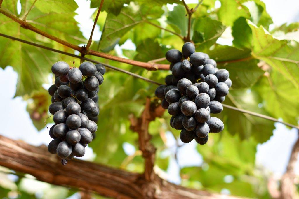 Виноград "гала": описание сорта, фото, отзывы
