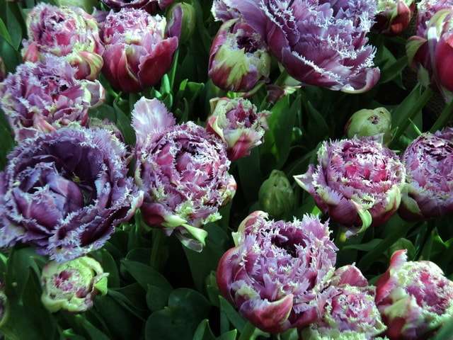 Пионовидные тюльпаны: описания сортов, особенности ухода и выращивания | браво девушка!