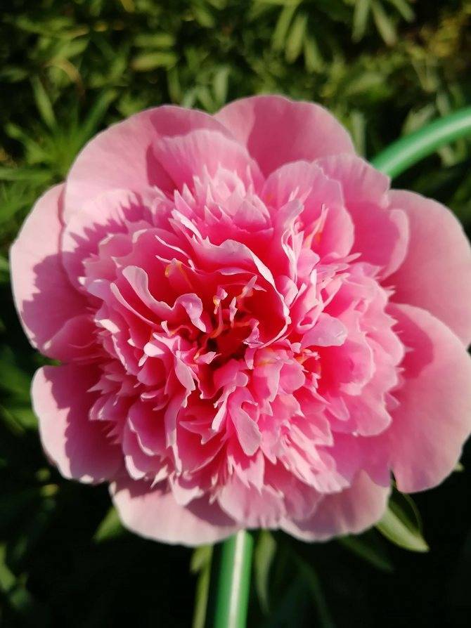 Пион этчед салмон (paeonia etched salmon)