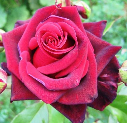 Роза жена поэта энциклопедия роз