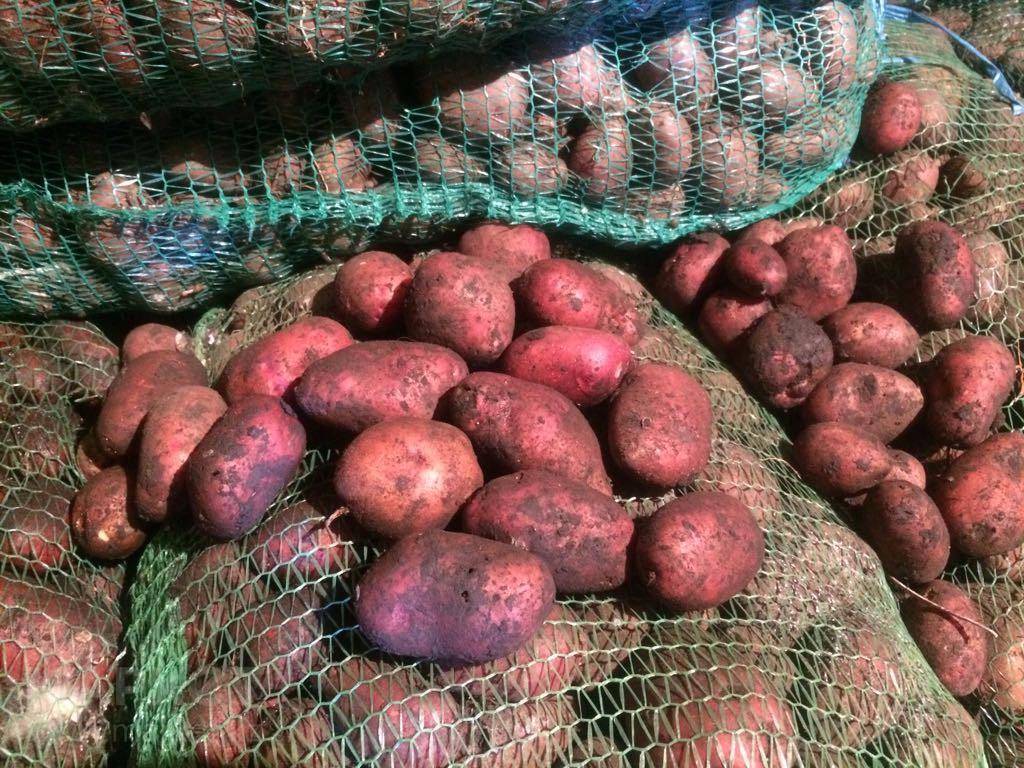 Ранние сорта картофеля — обзор