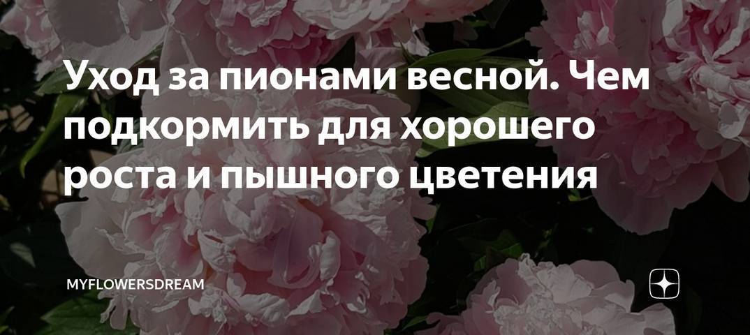 "Уход за пионами для пышного цветения". Подкормить пионы весной. Чем подкормить пионы весной для пышного цветения. Как подкормить пионы весной для пышного цветения.