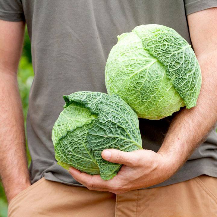 Savoy Cabbage