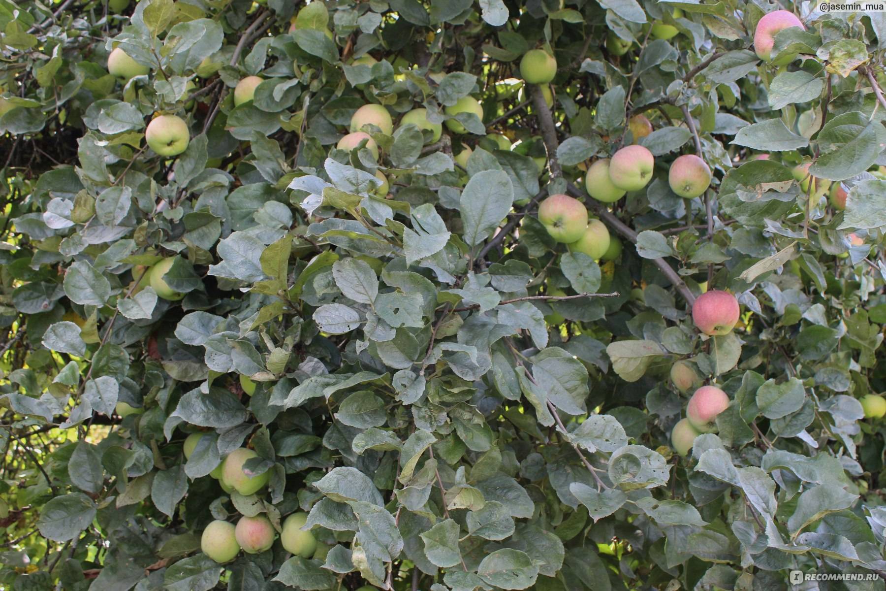 Яблоня штрифель: фото и описание сорта, отзывы