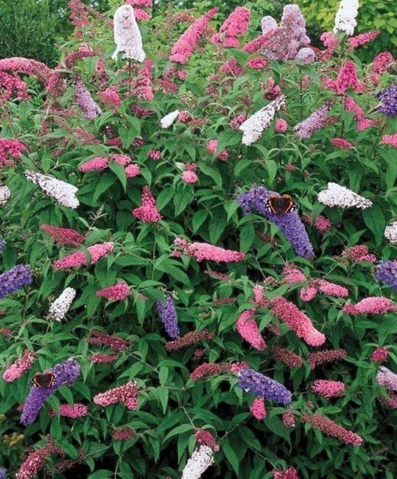 Цветок буддлея давида: правила посадки и ухода за растением, размножение семенами в подмосковье