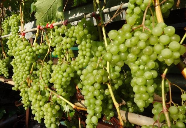 Описание сорта, отзывы и особенности выращивания винограда дружба