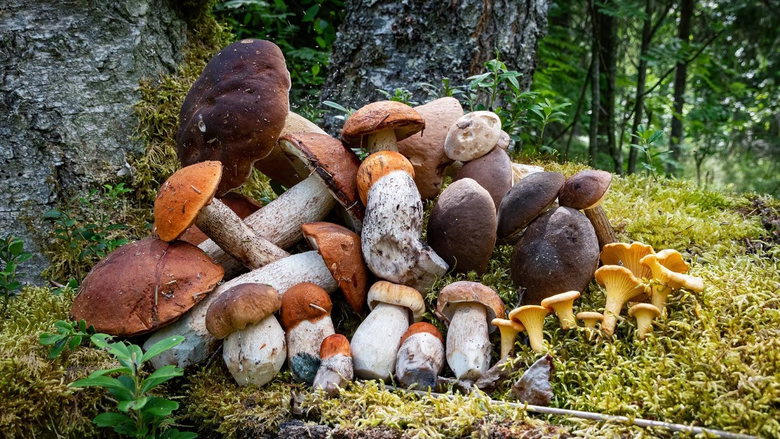 Лучшие грибные места ленинградской области - грибноеместо