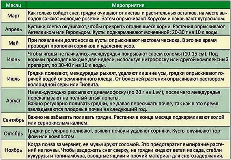 Схемы обработки клубники от болезней и вредителей