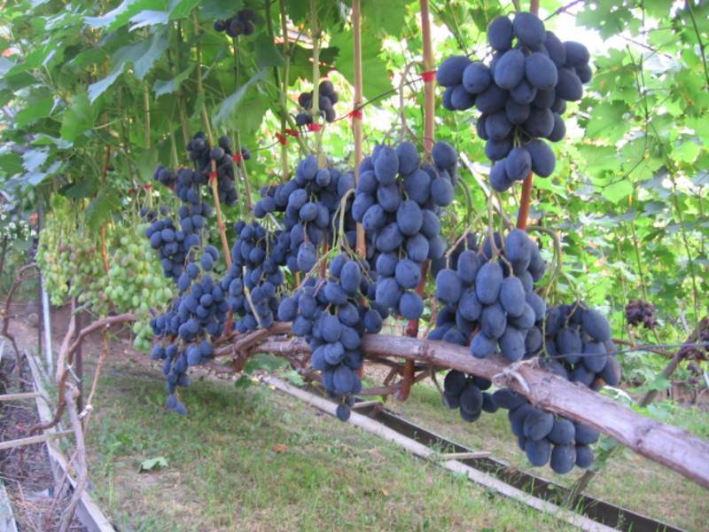 Виноград руслан: характеристика сорта, достоинства, уход и выращивания