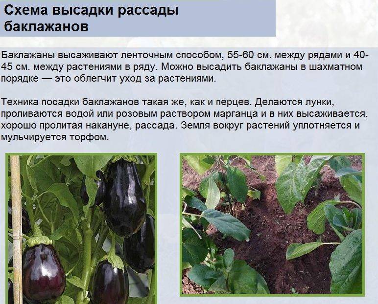 Когда и как высаживать рассаду помидор, перца и баклажан в открытый грунт | ckigal.ru