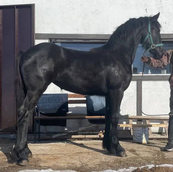 Лошади фризской породы с фото и описанием