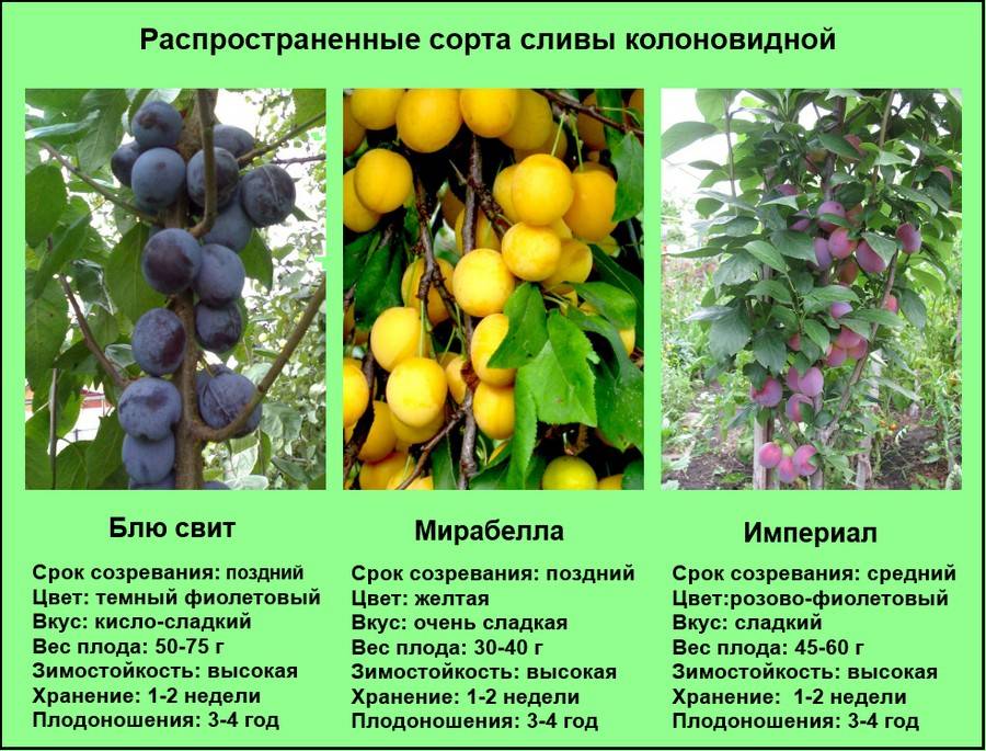 Сорта слив: описание и фото популярных сортов