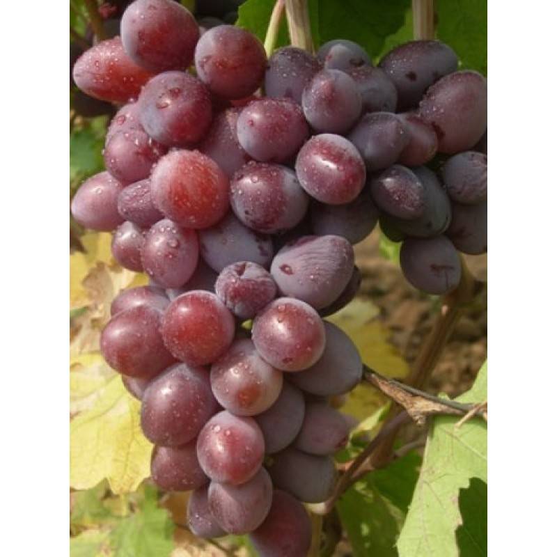 Агротехника выращивания винограда атаман